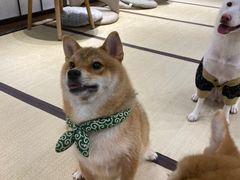 -逗柴咖啡屋·狗咖猫咖宠物桌游