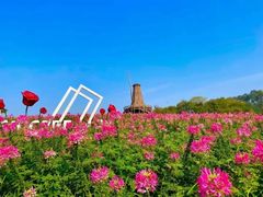 -大塘金香草谷