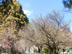 -云南师范大学(一二一西南联大校区)