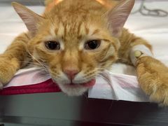 -艾贝尔宠物医院·24H转诊中心·肿瘤猫专科(江宁双龙店)