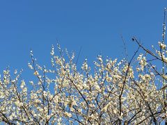 -香雪海