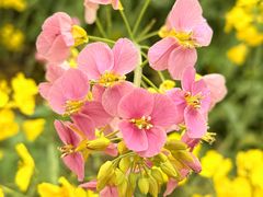 -三圣花乡旅游区