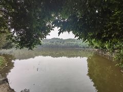 -三水森林公园