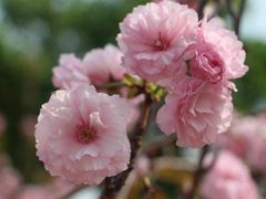 -天适樱花悠乐园