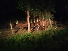 -清迈夜间动物园