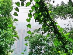 -南山植物园