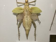 -上海昆虫博物馆