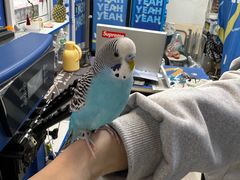 -椰爺爺·椰子冻砵仔糕