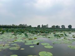 -白洋淀景区