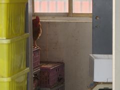 -川金楼烧鸡公(东城路店)