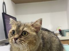 -艾贝尔宠物医院·24H转诊中心·肿瘤猫专科(江宁双龙店)