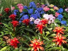 -深圳国际园林花卉博览园