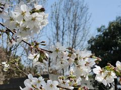 -鸡鸣寺