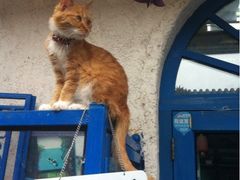 iphone_upload_pic-Sirena海妖日咖夜酒