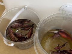 -小猫钓鱼海钓俱乐部(椰梦长廊店)