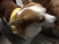 -小梁哥云吞面(黄贝岭店)