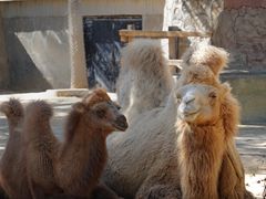 -石家庄市动物园