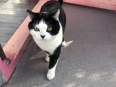 -喵屿·大理花园猫咖