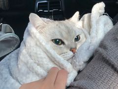 -灵美宠物诊所