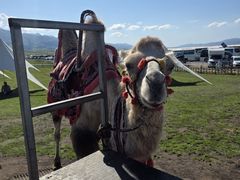 -新疆那拉提国家旅游度假区