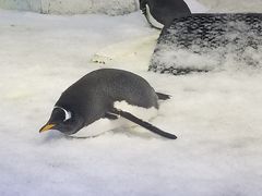 -芜湖新华联大白鲸海洋公园