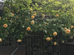 -朴家炭烤(浦东禹悦汇店)