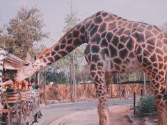 -清迈夜间动物园