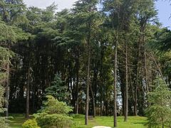 -上海共青森林公园