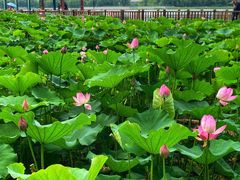 -莲花池公园