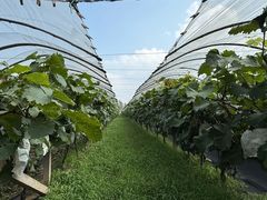 -马陆小张葡萄园农家乐