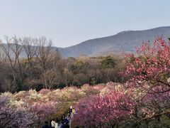 -梅花山(明孝陵内)