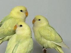 -吾叁·吉趣鸟咖(万科店)