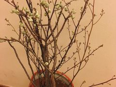 -ChaKo Flora ·茶子花艺 (市北店)