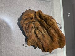 -陕西自然博物馆