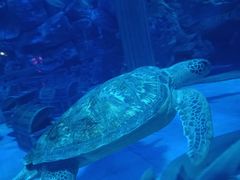 -芜湖新华联大白鲸海洋公园