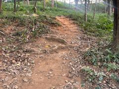 -黄埔油麻山森林公园