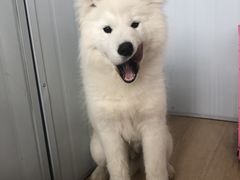 -佳雯宠物医院(四明中路分院)