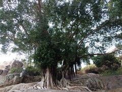 -东山风动石景区