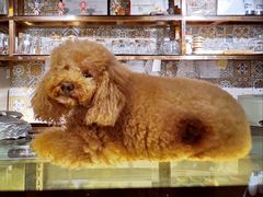 -more than meow吴止猫主题餐厅(承德 中船汇店)