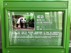 -成都大熊猫繁育研究基地