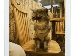 -楼上猫咖(罗湖店)