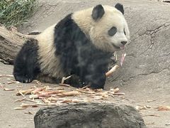 -都江堰中华大熊猫苑