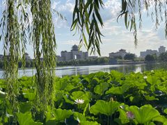 -莲花池公园