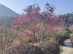 -深圳仙湖植物园