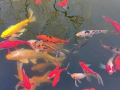 -石家庄市植物园