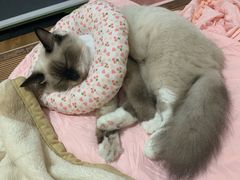 -福懋动物医院·犬猫全科·外科·重症科(杏林分院)