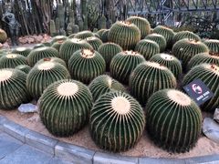 -深圳仙湖植物园