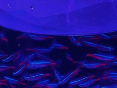 -华声天桥民俗文化园