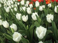 iphone_upload_pic-上海鲜花港