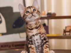 -小猫来了·猫舍(红山六九七九店)